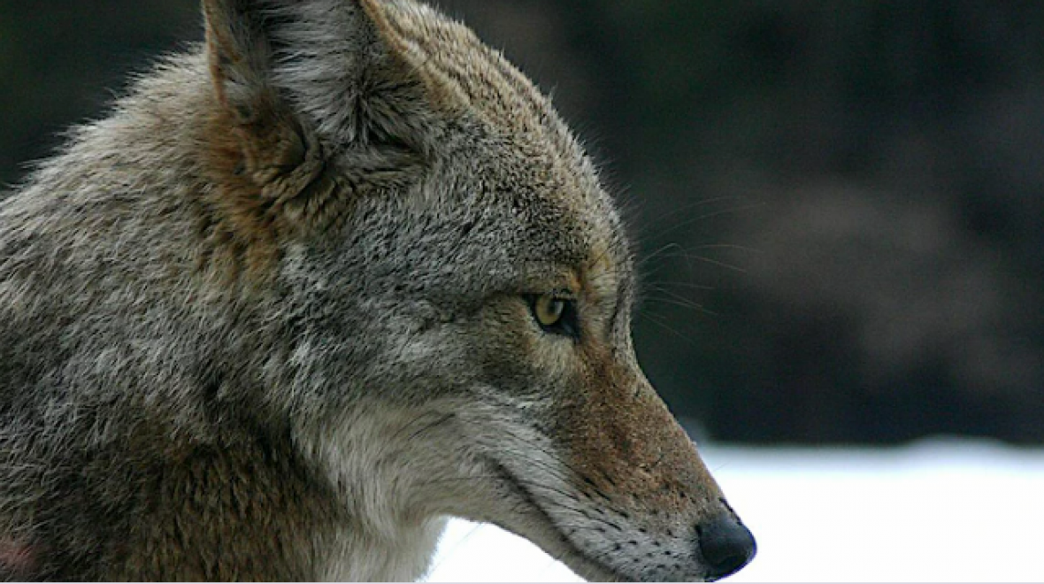 Mini Explorers Why Animals Don't Wear Clothes Seattle Area Family